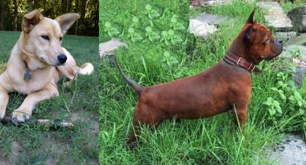 Chinese Chongqing Dog vs Carolina Dog - Breed Comparison