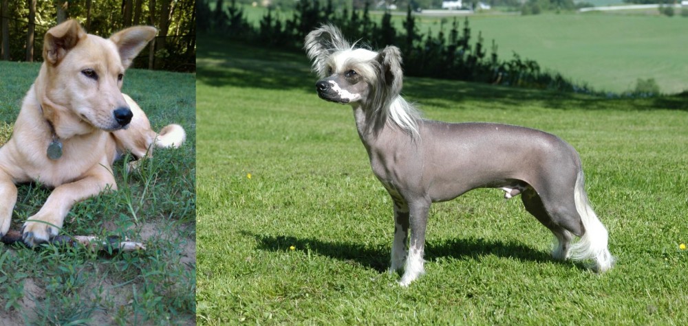 Chinese Crested Dog vs Carolina Dog - Breed Comparison