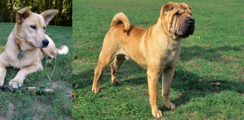 Chinese Shar Pei vs Carolina Dog - Breed Comparison