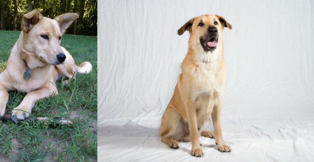 Chinook vs Carolina Dog - Breed Comparison