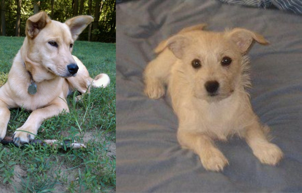 Chipoo vs Carolina Dog - Breed Comparison