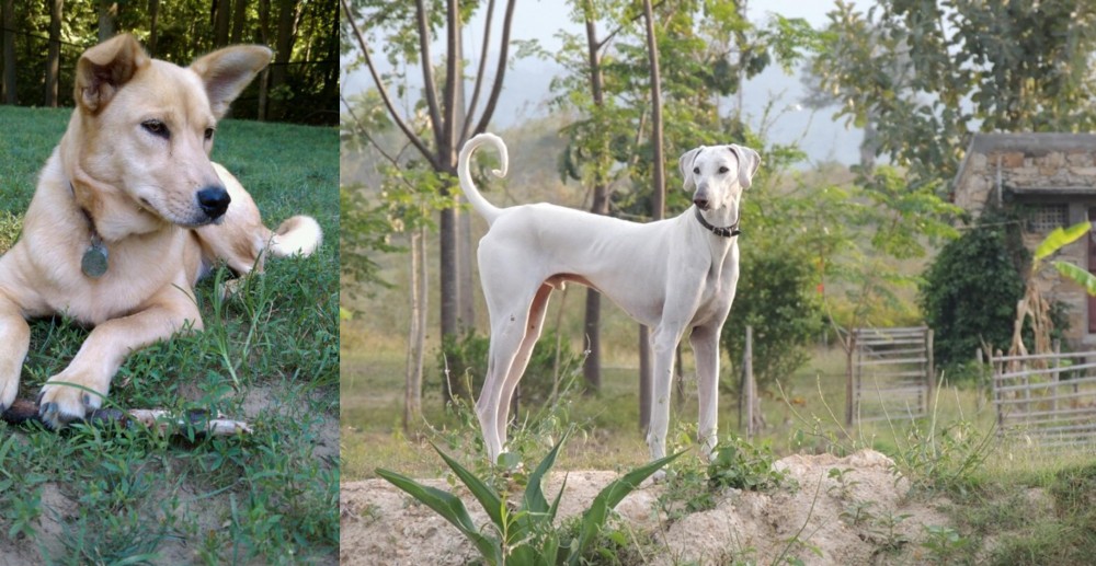 Chippiparai vs Carolina Dog - Breed Comparison