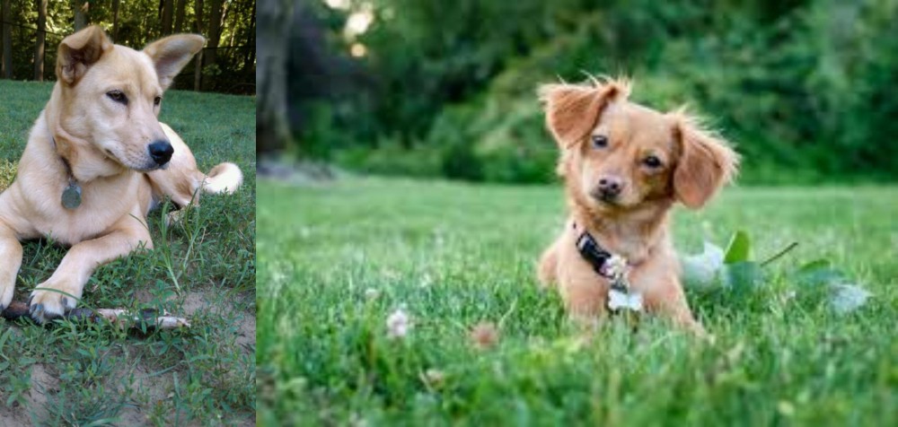 Chiweenie vs Carolina Dog - Breed Comparison