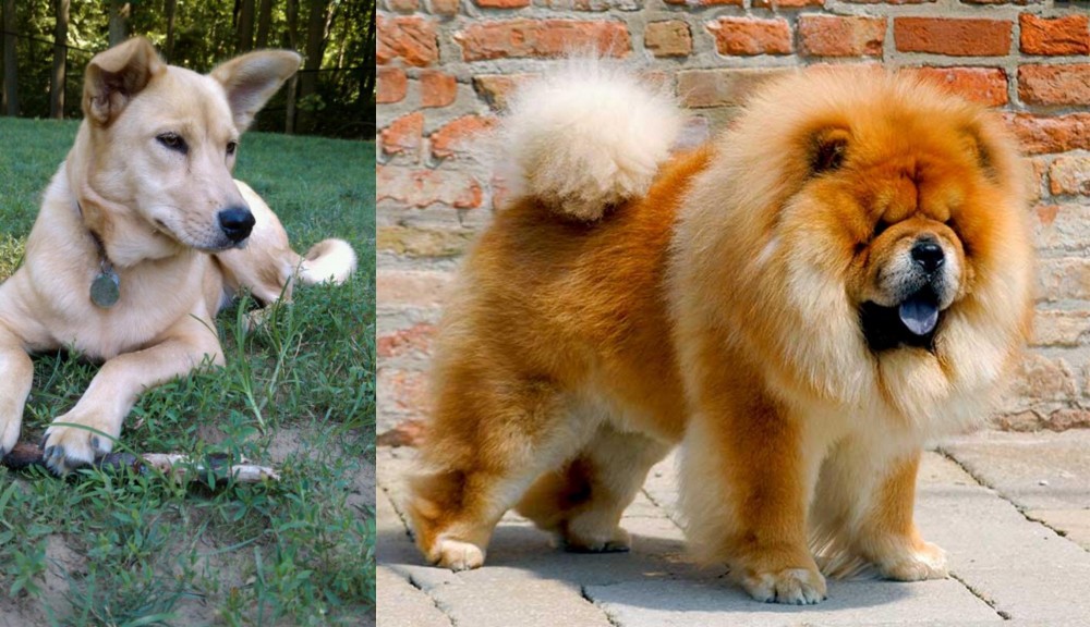Chow Chow vs Carolina Dog - Breed Comparison