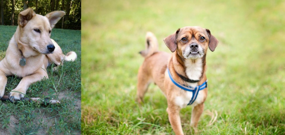 Chug vs Carolina Dog - Breed Comparison
