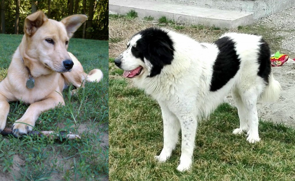Ciobanesc de Bucovina vs Carolina Dog - Breed Comparison