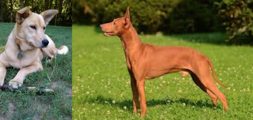 Cirneco dell'Etna vs Carolina Dog - Breed Comparison