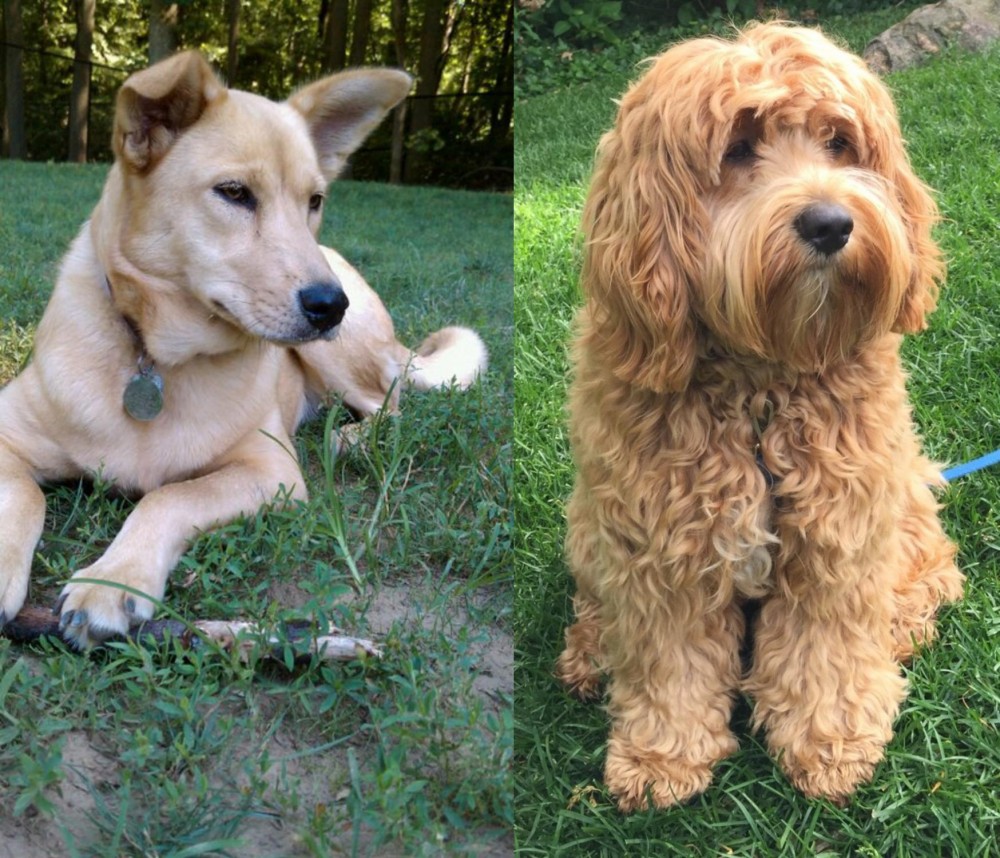 Cockapoo vs Carolina Dog - Breed Comparison