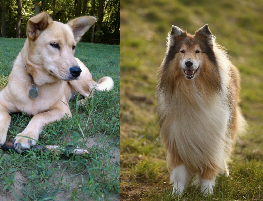 Collie vs Carolina Dog - Breed Comparison