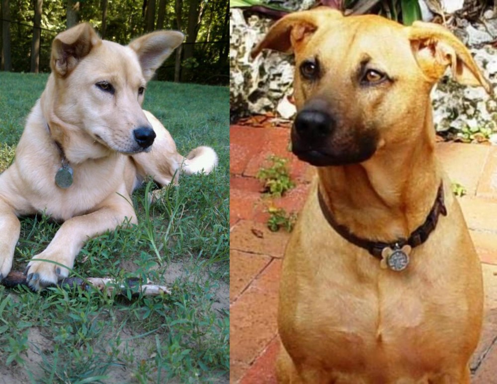Combai vs Carolina Dog - Breed Comparison