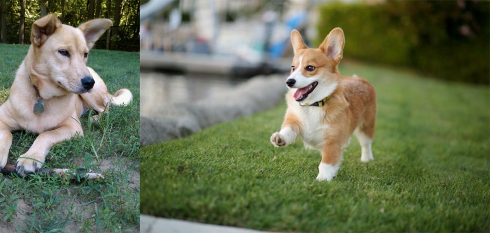 Corgi vs Carolina Dog - Breed Comparison