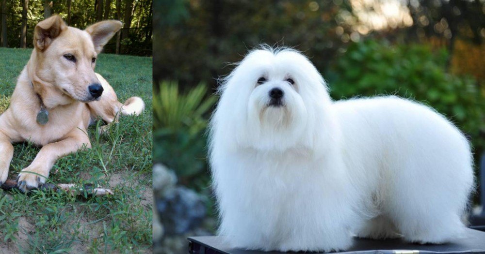 Coton De Tulear vs Carolina Dog - Breed Comparison