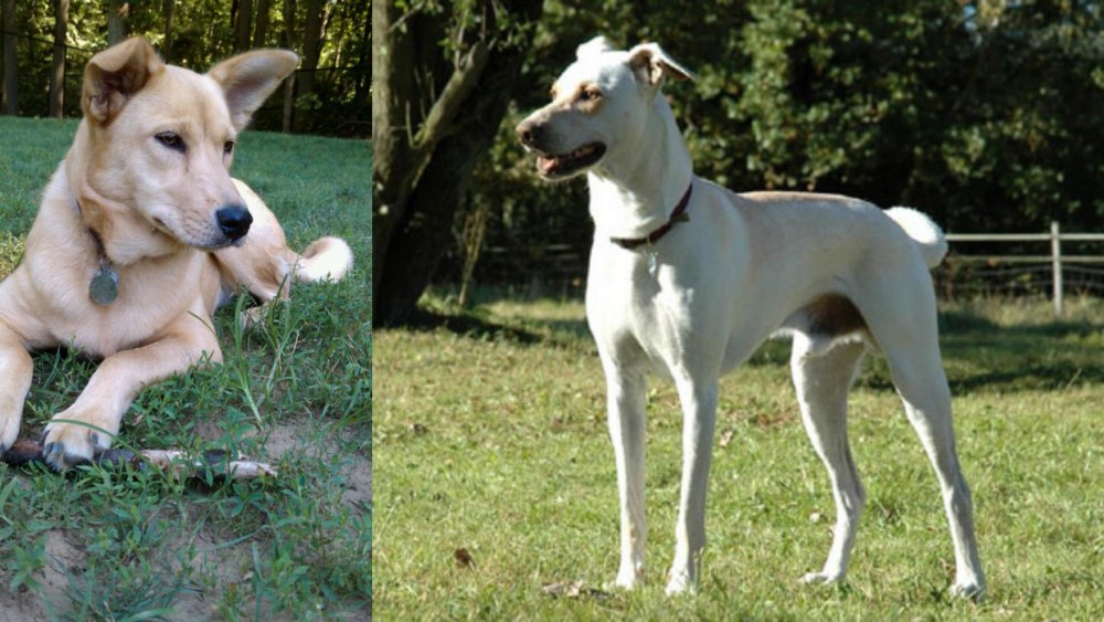Cretan Hound vs Carolina Dog - Breed Comparison