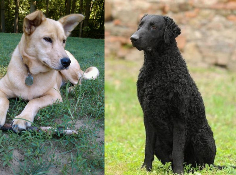 Curly Coated Retriever vs Carolina Dog - Breed Comparison