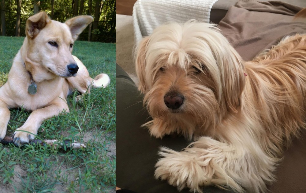Cyprus Poodle vs Carolina Dog - Breed Comparison