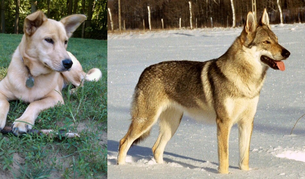 Czechoslovakian Wolfdog vs Carolina Dog - Breed Comparison