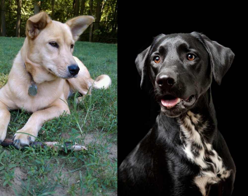 Dalmador vs Carolina Dog - Breed Comparison
