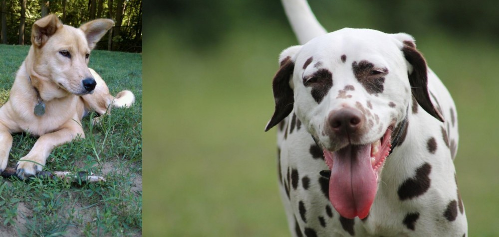 Dalmatian vs Carolina Dog - Breed Comparison