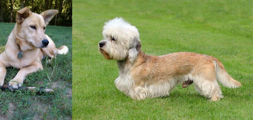 Dandie Dinmont Terrier vs Carolina Dog - Breed Comparison