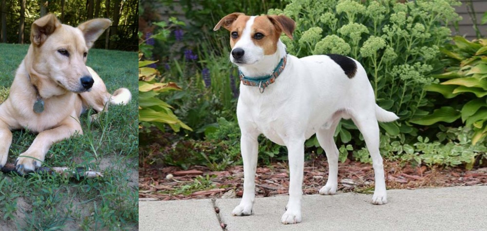 Danish Swedish Farmdog vs Carolina Dog - Breed Comparison