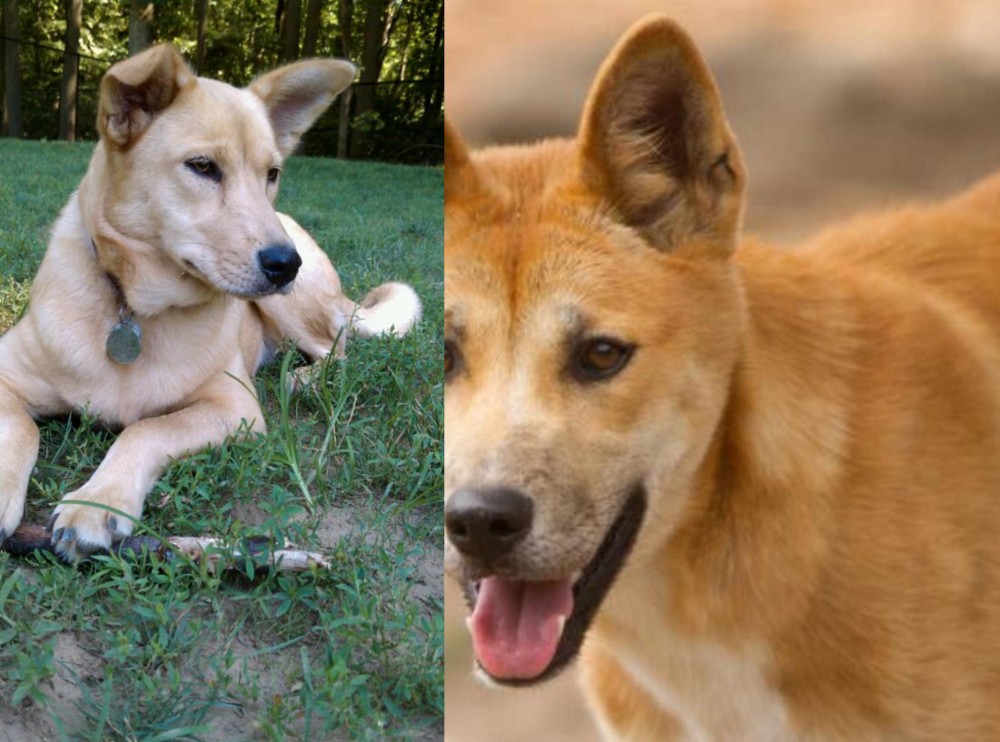 Dingo vs Carolina Dog - Breed Comparison
