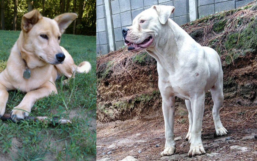 Dogo Guatemalteco vs Carolina Dog - Breed Comparison