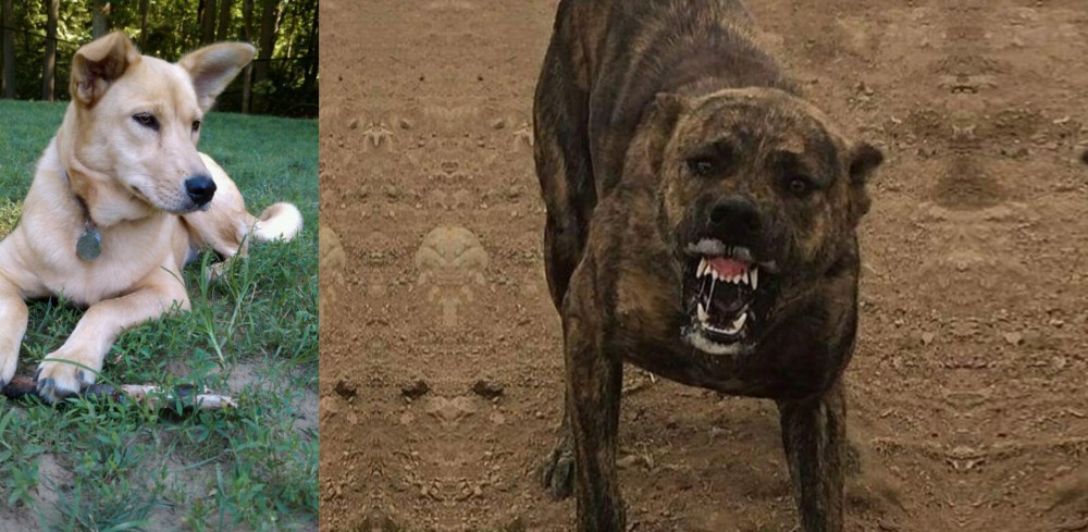 Dogo Sardesco vs Carolina Dog - Breed Comparison