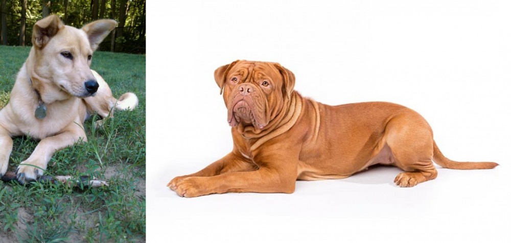 Dogue De Bordeaux vs Carolina Dog - Breed Comparison