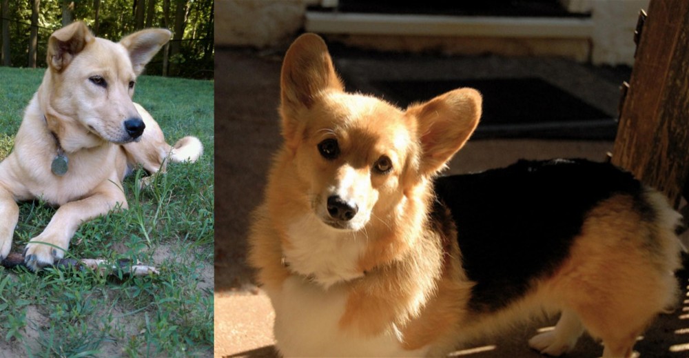 Dorgi vs Carolina Dog - Breed Comparison