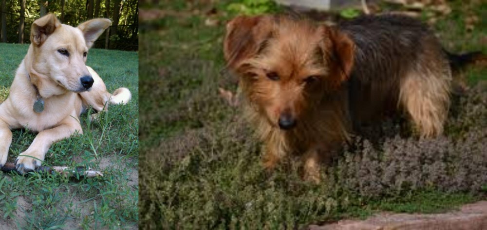 Dorkie vs Carolina Dog - Breed Comparison