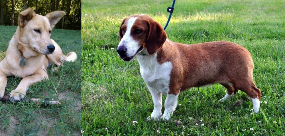 Drever vs Carolina Dog - Breed Comparison