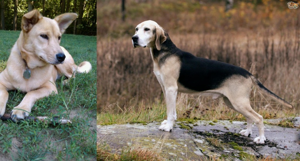 Dunker vs Carolina Dog - Breed Comparison