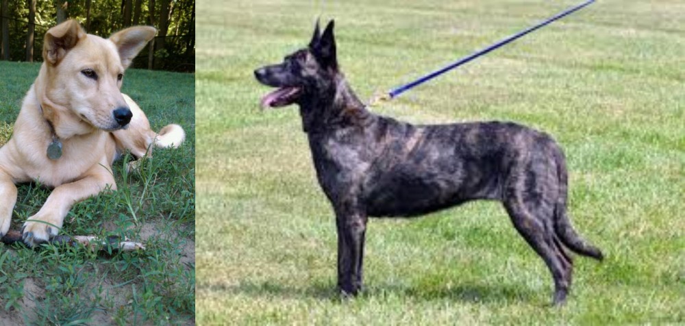 Dutch Shepherd vs Carolina Dog - Breed Comparison