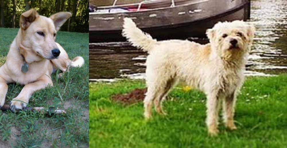 Dutch Smoushond vs Carolina Dog - Breed Comparison