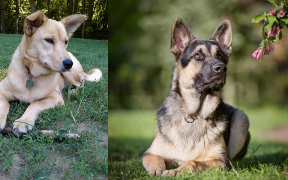 East European Shepherd vs Carolina Dog - Breed Comparison