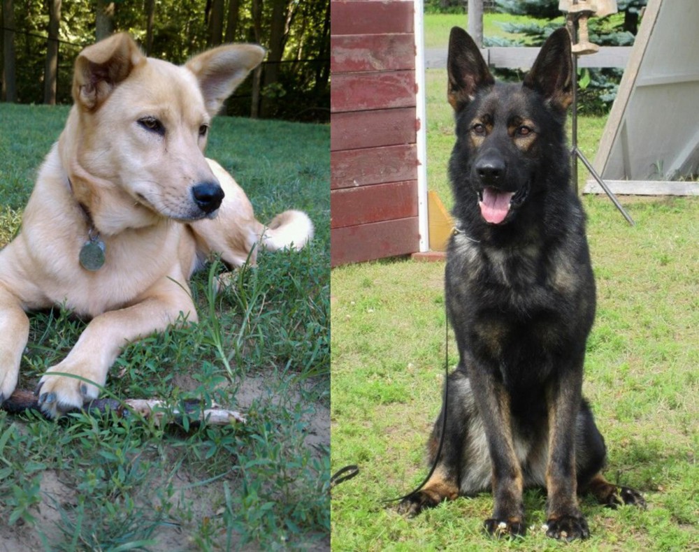 East German Shepherd vs Carolina Dog - Breed Comparison
