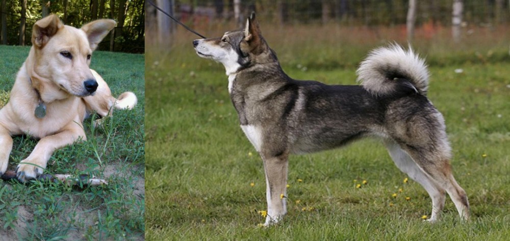 East Siberian Laika vs Carolina Dog - Breed Comparison