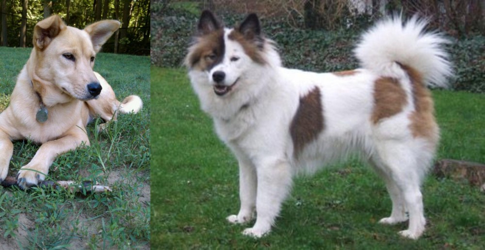 Elo vs Carolina Dog - Breed Comparison