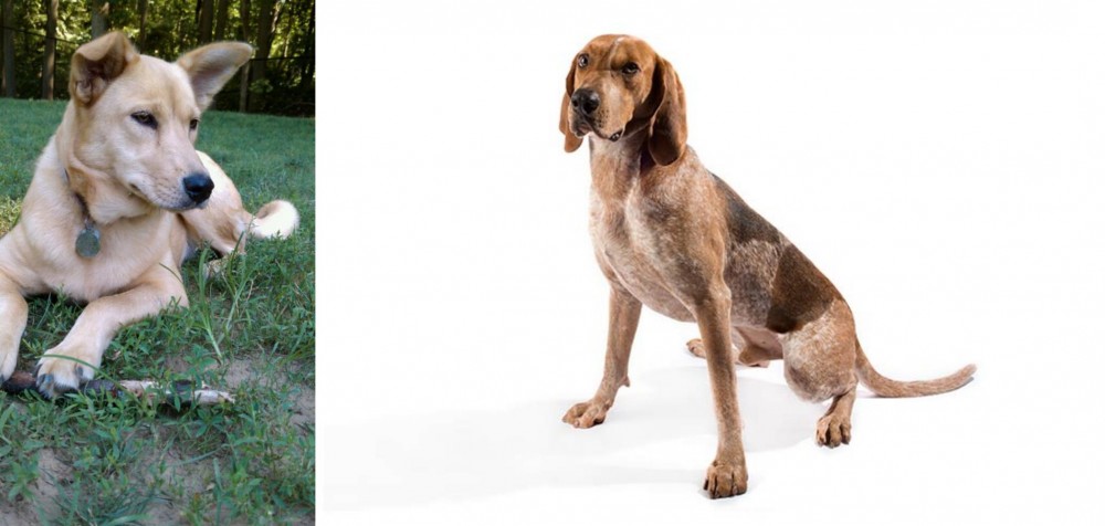 English Coonhound vs Carolina Dog - Breed Comparison