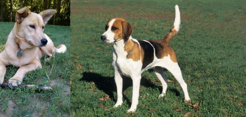 English Foxhound vs Carolina Dog - Breed Comparison