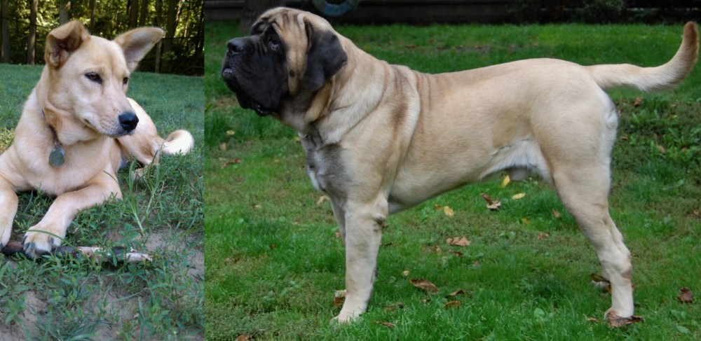English Mastiff vs Carolina Dog - Breed Comparison