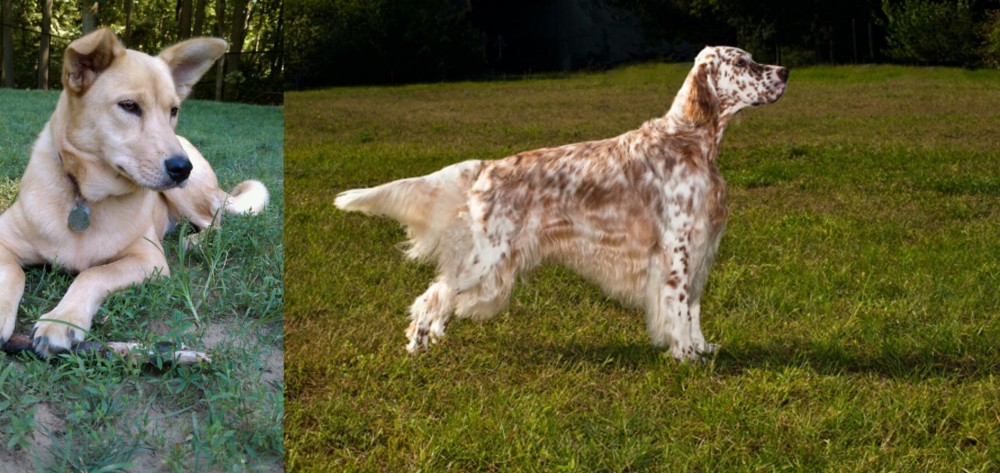 English Setter vs Carolina Dog - Breed Comparison