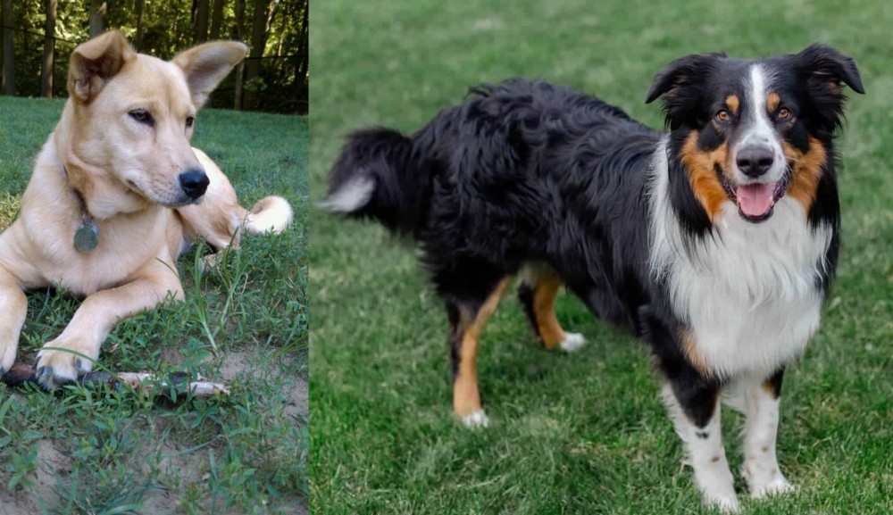 English Shepherd vs Carolina Dog - Breed Comparison