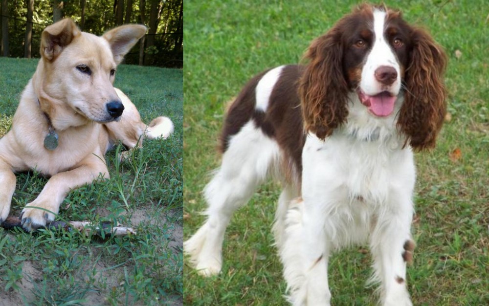 English Springer Spaniel vs Carolina Dog - Breed Comparison