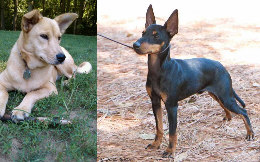 English Toy Terrier (Black & Tan) vs Carolina Dog - Breed Comparison