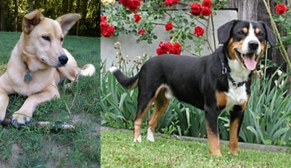 Entlebucher Mountain Dog vs Carolina Dog - Breed Comparison