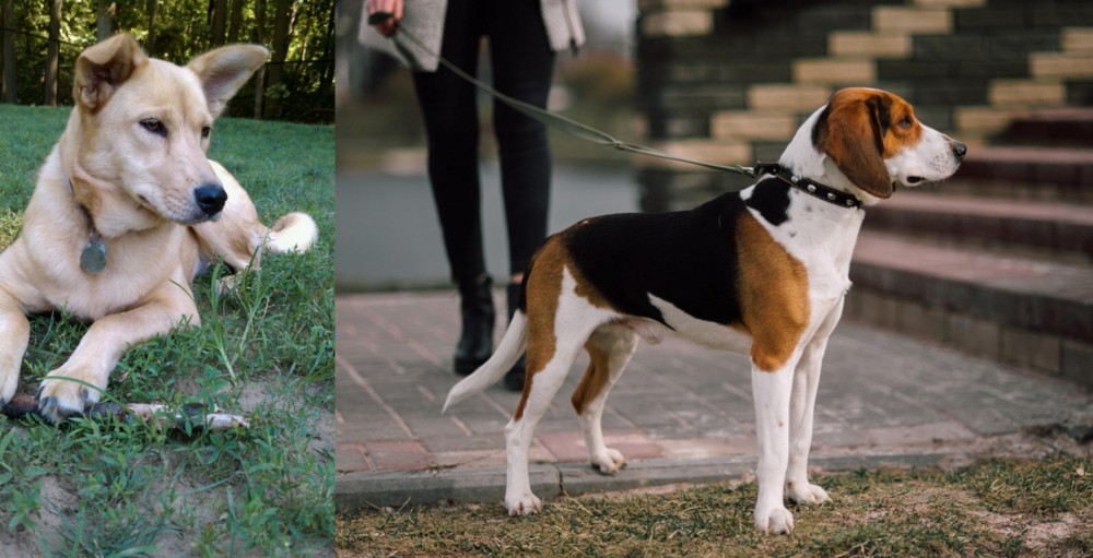 Estonian Hound vs Carolina Dog - Breed Comparison