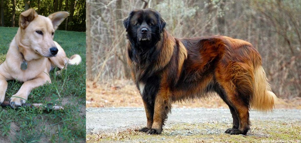 Estrela Mountain Dog vs Carolina Dog - Breed Comparison