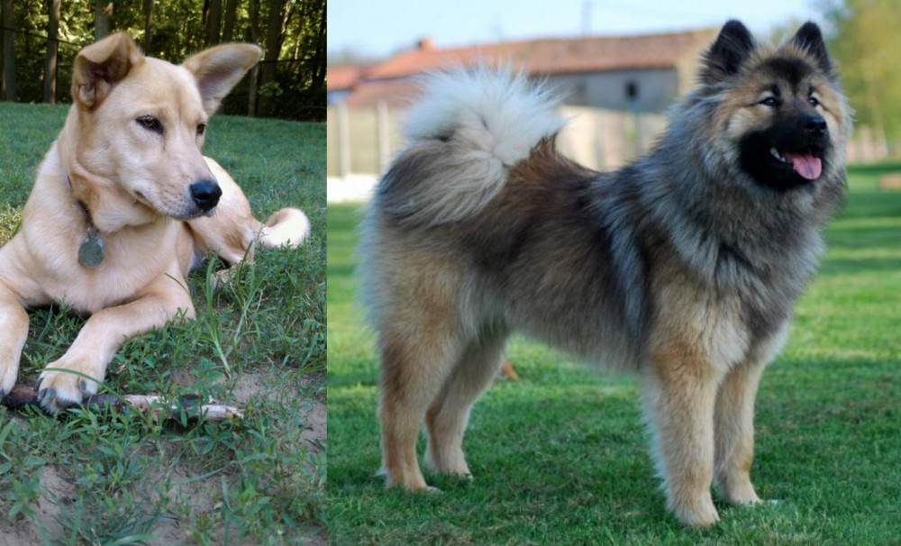 Eurasier vs Carolina Dog - Breed Comparison