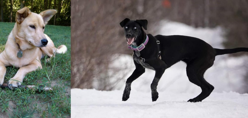 Eurohound vs Carolina Dog - Breed Comparison